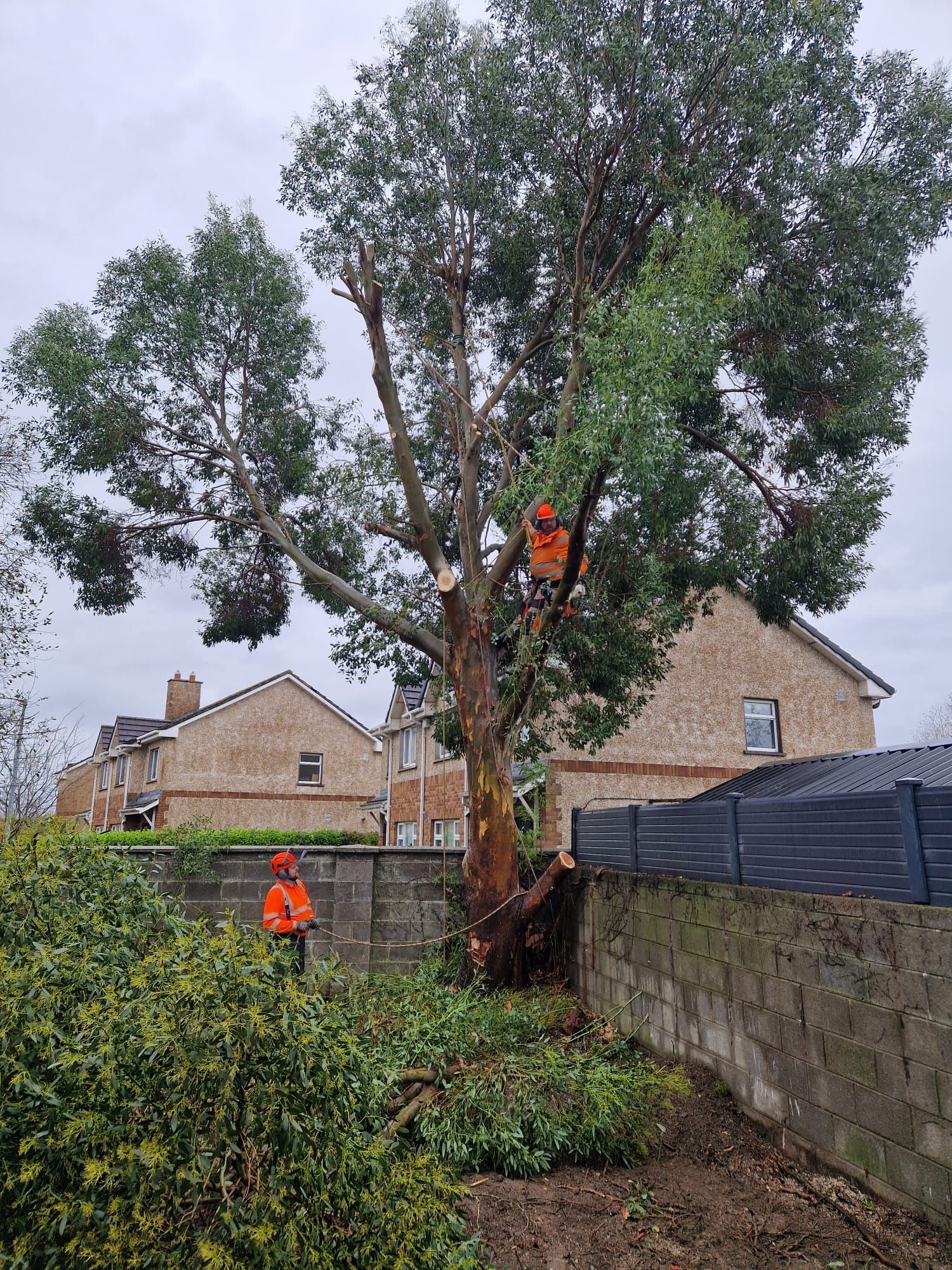 Tree removal: Arborists in orange vests cutting branches from a tall tree in a residential yard.