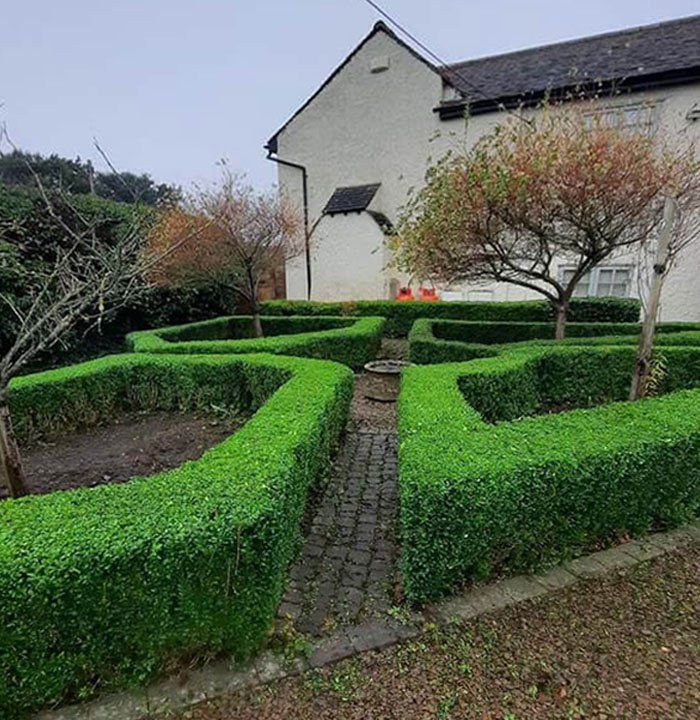 Formal garden with clipped hedges and brick pathways, near a white building with a dark roof.