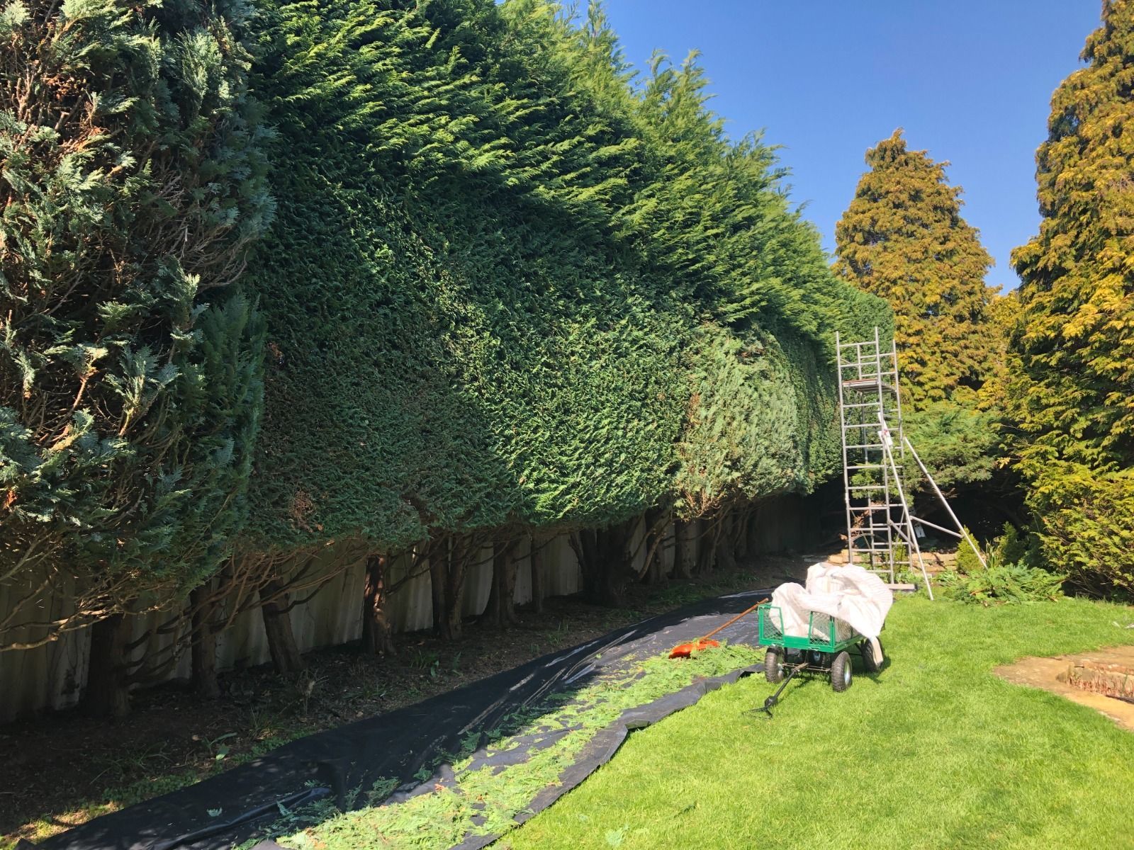 Hedge trimming. Green hedge being cut. Ladder, wheelbarrow, and ground covering. Sunny day.