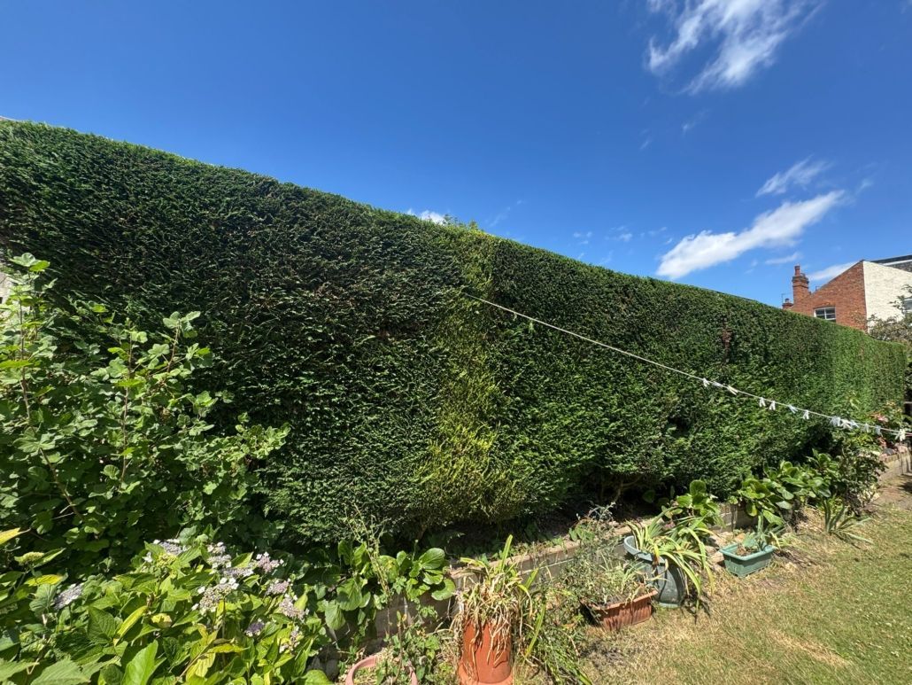 A tall, green hedge against a blue sky with some cloud coverage, in a residential garden setting.