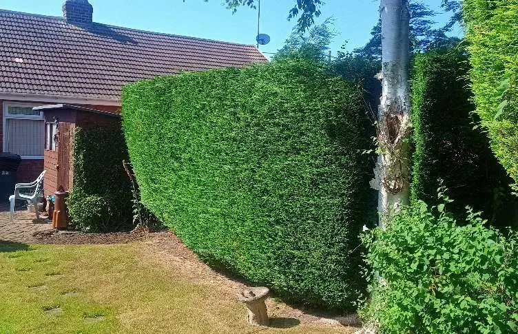 Green, well-trimmed hedge next to a house with brown roof and a tree.