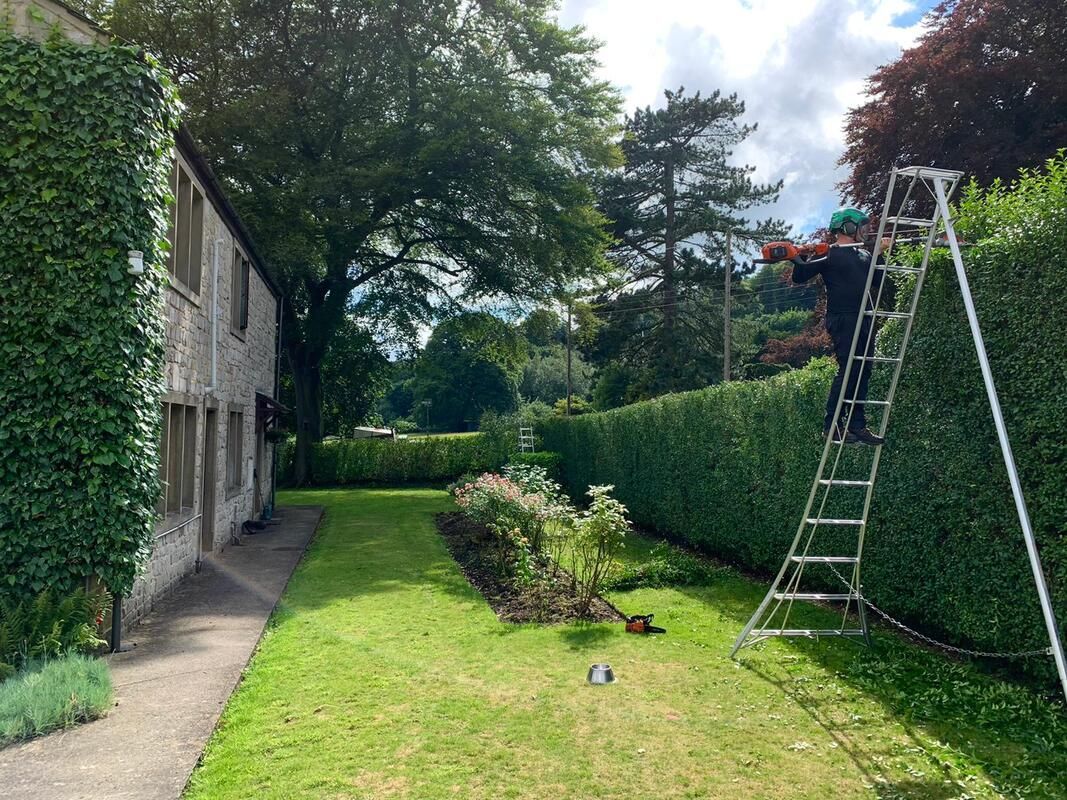 Person on ladder trims hedge with power tool beside a building and manicured lawn.