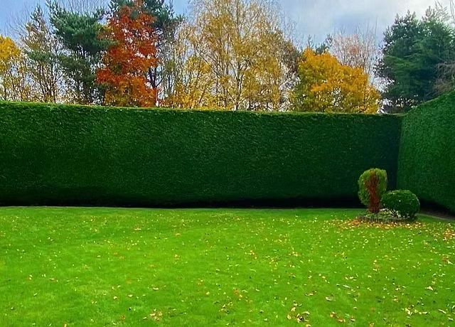 Green lawn with a tall, dense green hedge. Autumn trees in the background with colorful leaves.