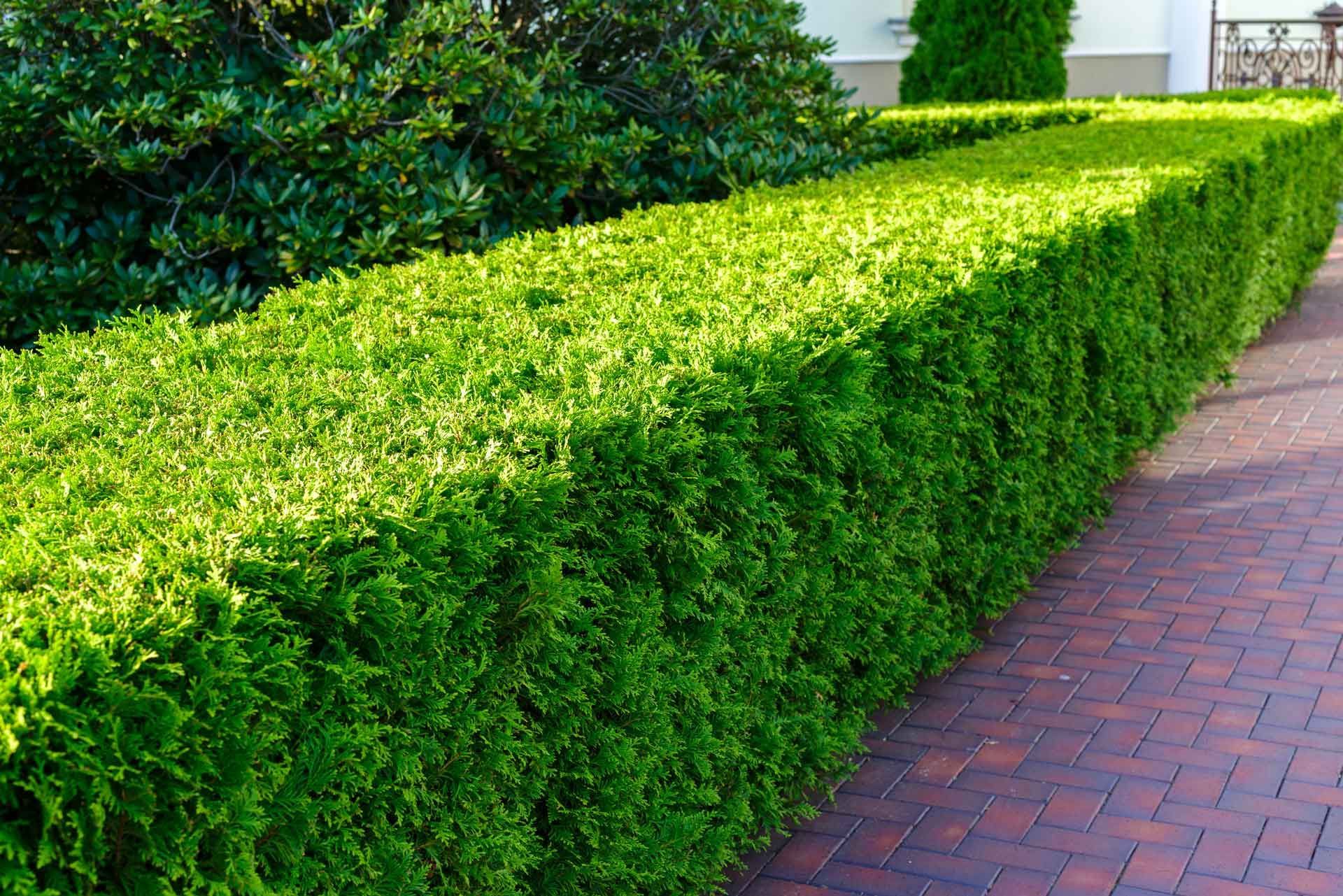 Green, rectangular hedge next to a brick path.