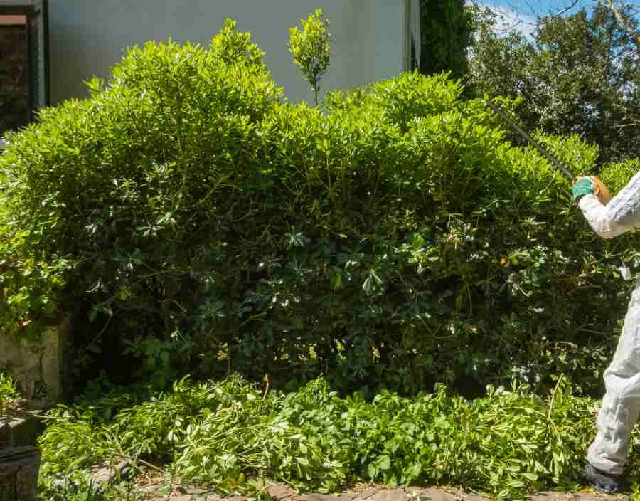 Person trimming a large green bush with a tool, cut foliage on the ground.