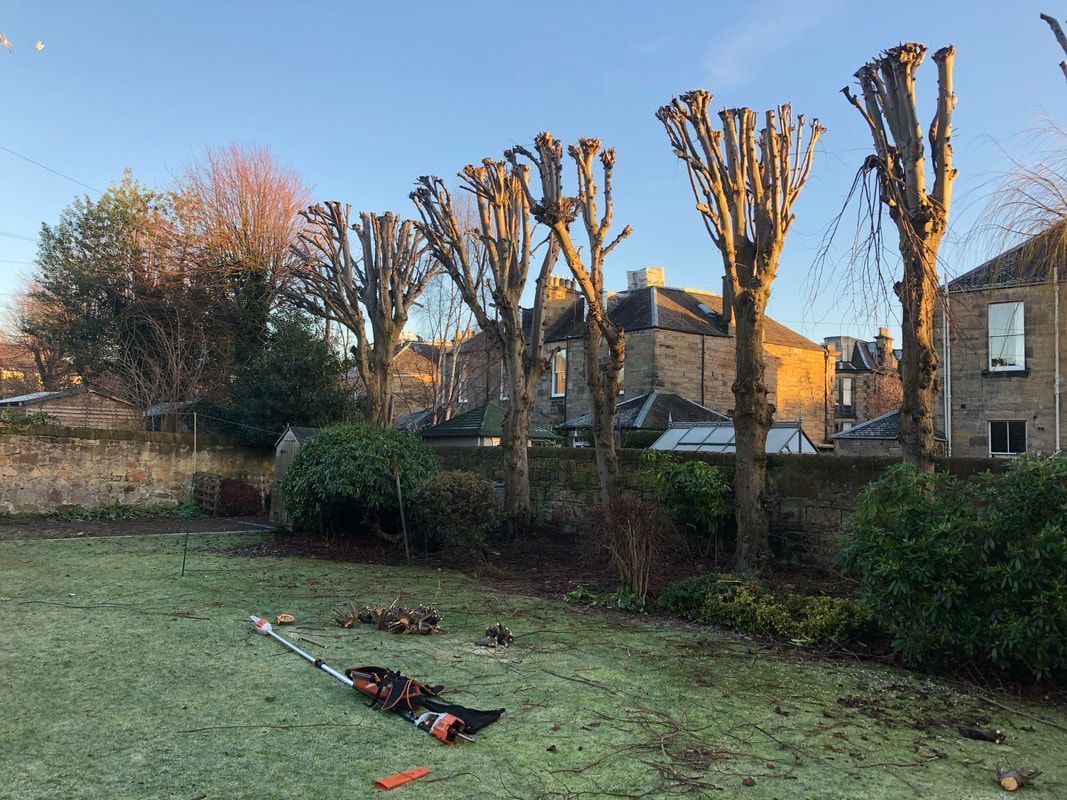 Row of pollarded trees along a lawn with tools and debris, houses in the background, sunny day.