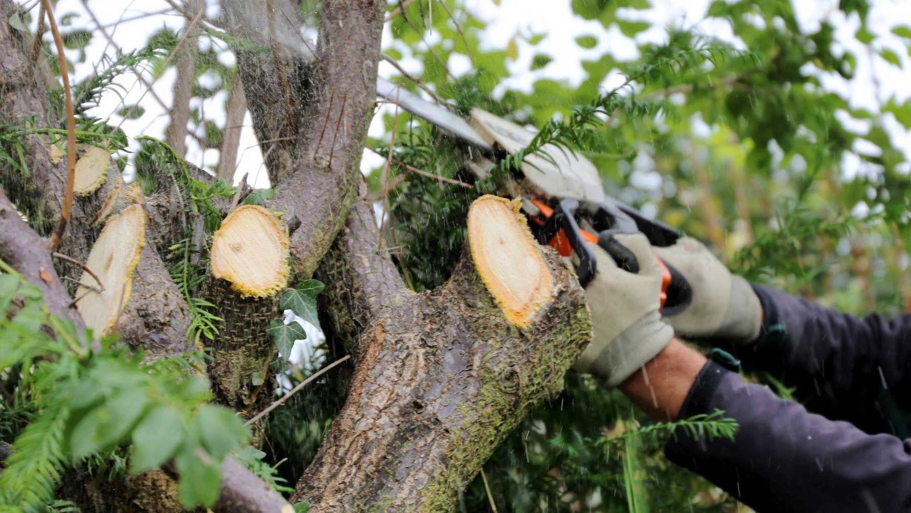 Person pruning a tree branch with hand pruners, cuts visible.