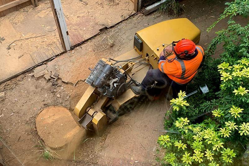 A worker in safety gear operates a stump grinder, removing a tree stump next to greenery.