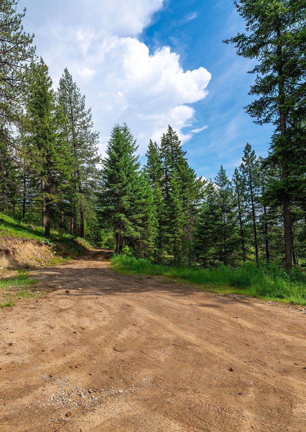 A dirt road going through a forest on a sunny day.