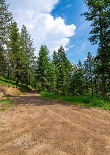 A dirt road going through a forest on a sunny day.