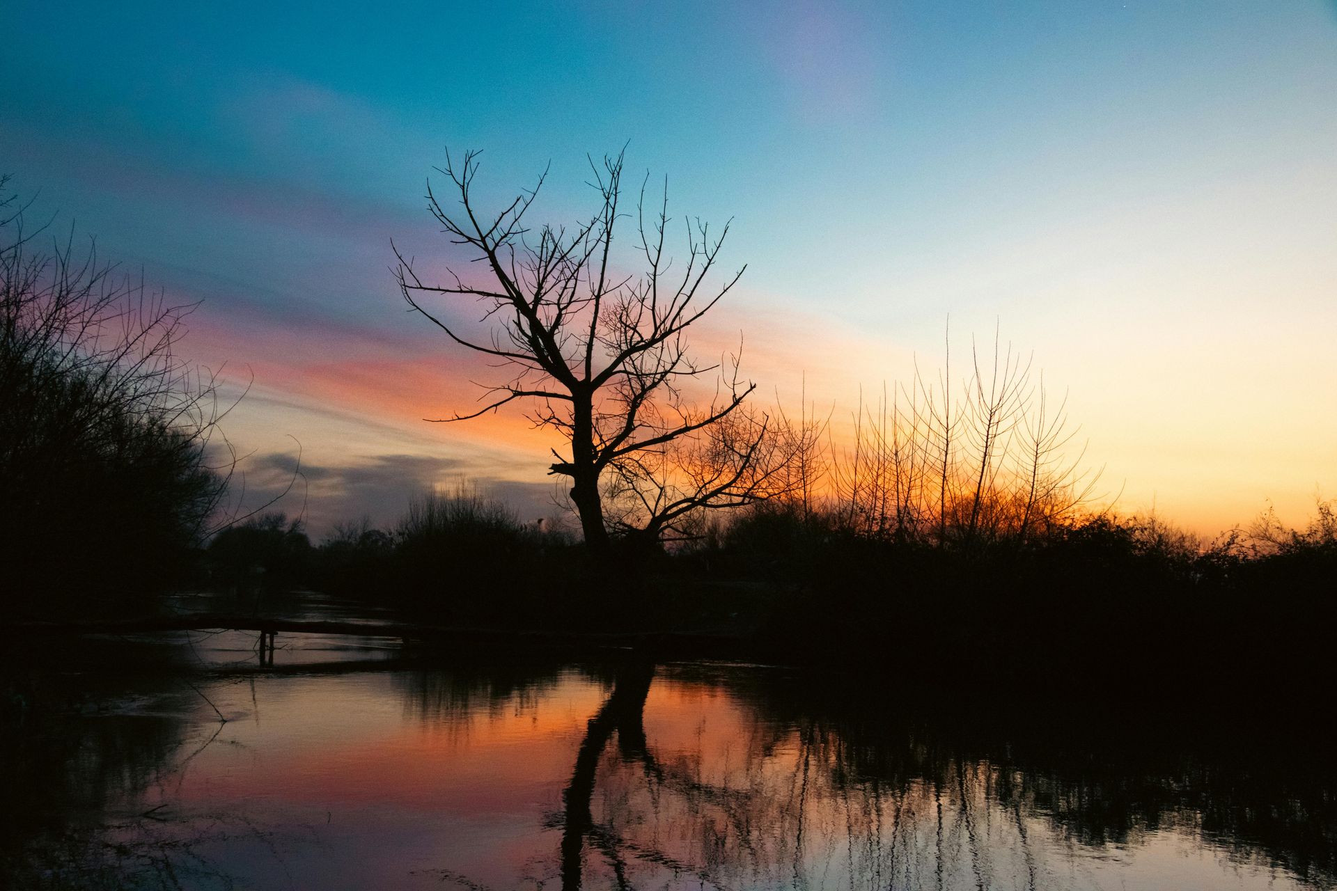 A tree is standing in the middle of a lake at sunset.