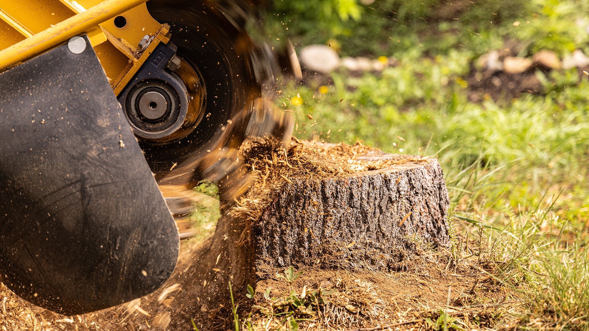 A stump grinder is cutting a tree stump in the grass.