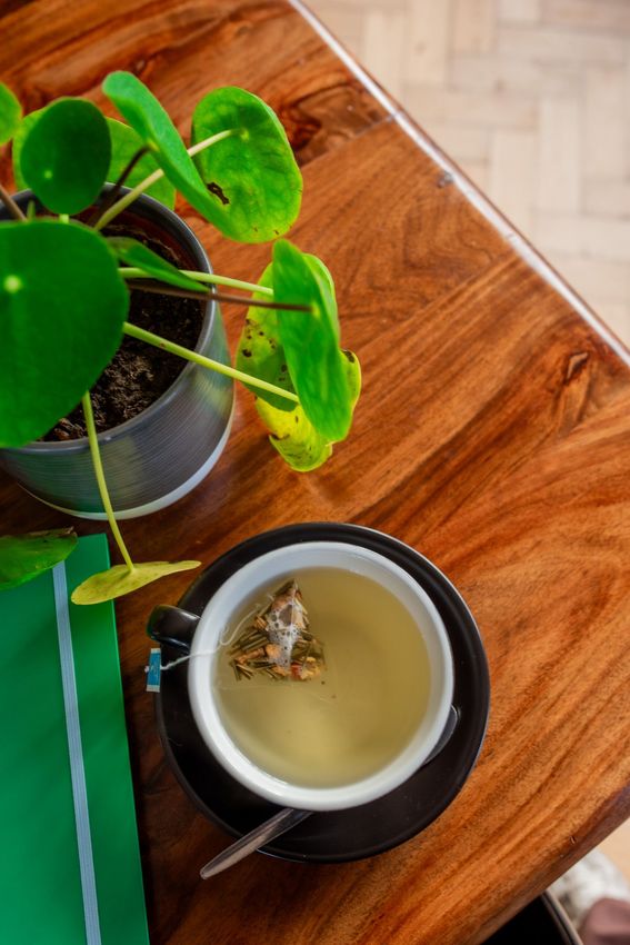 Cup of tea with tea bag, potted plant, and green book on wooden table.