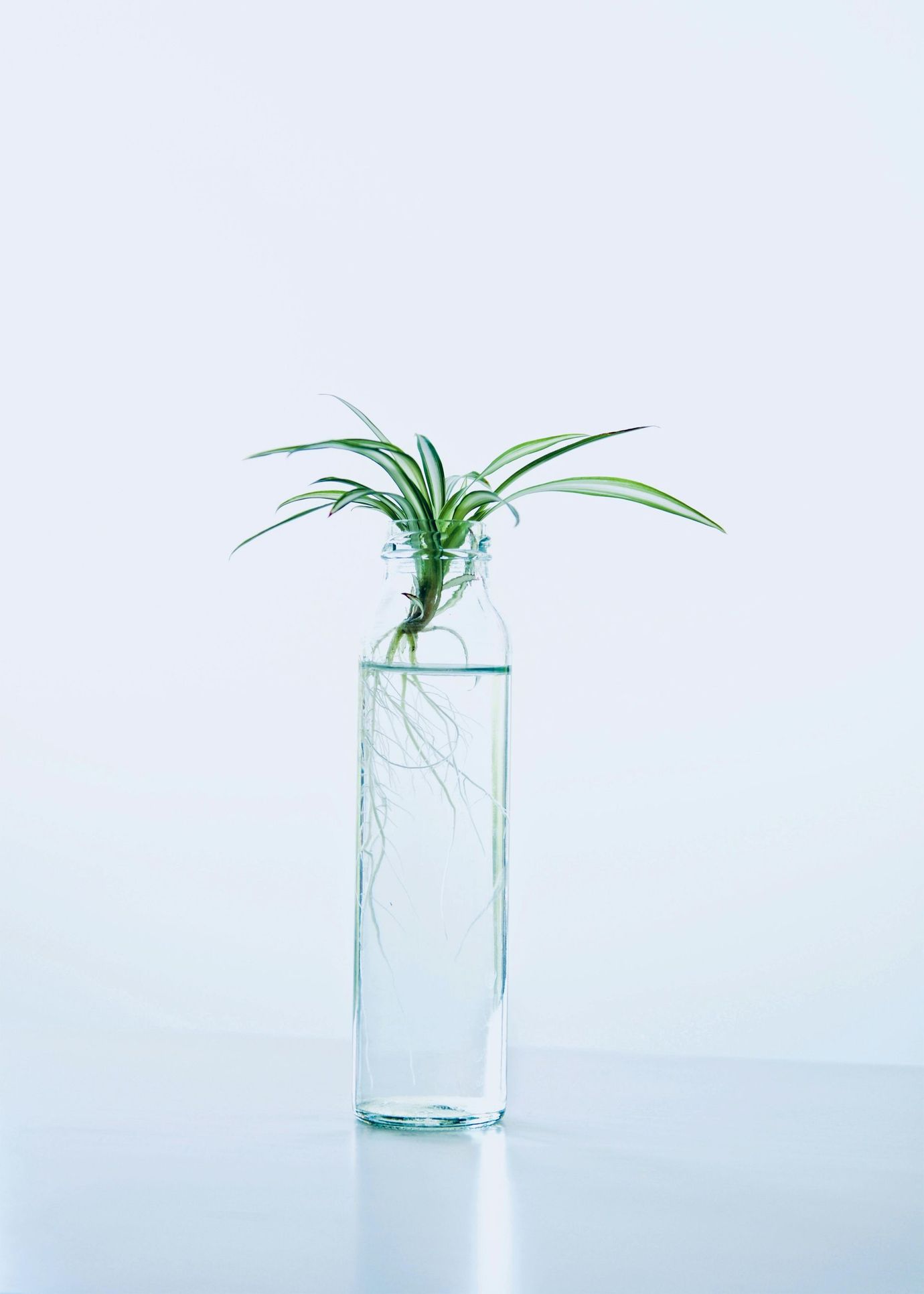 Green plant with visible roots in a clear glass bottle filled with water, against a white background.