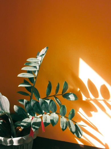 ZZ plant in a white pot against an orange wall, illuminated by sunlight casting shadows.