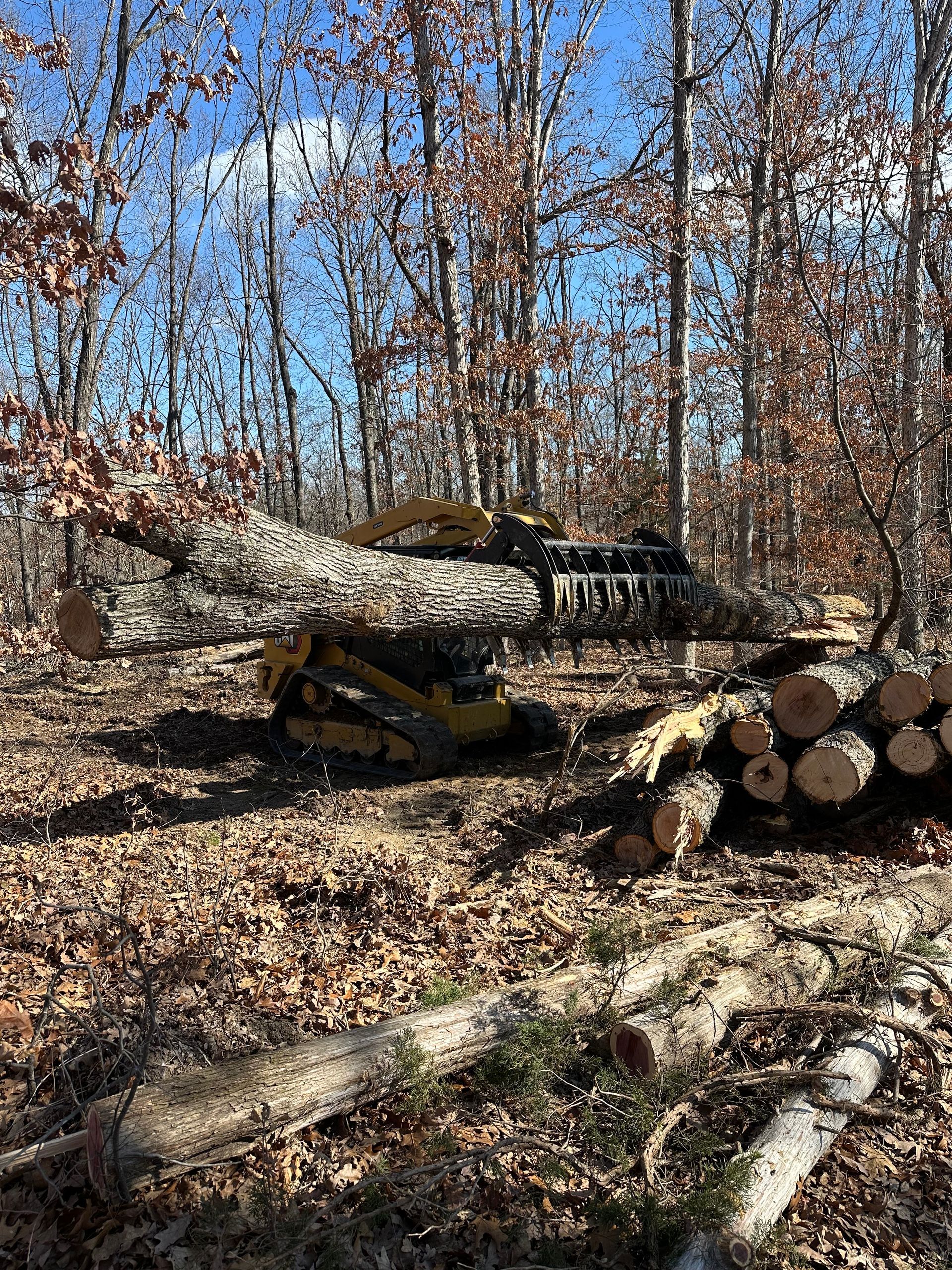 A bulldozer is cutting down a tree in the woods.