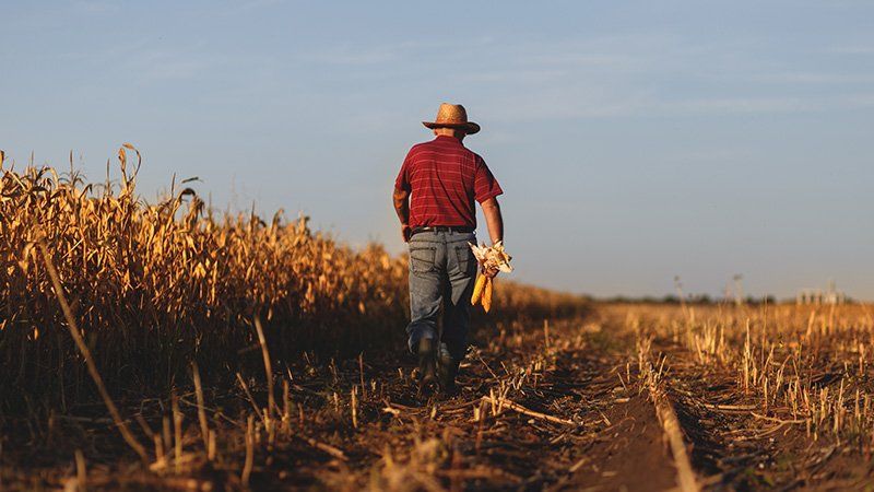 man walking along farmland