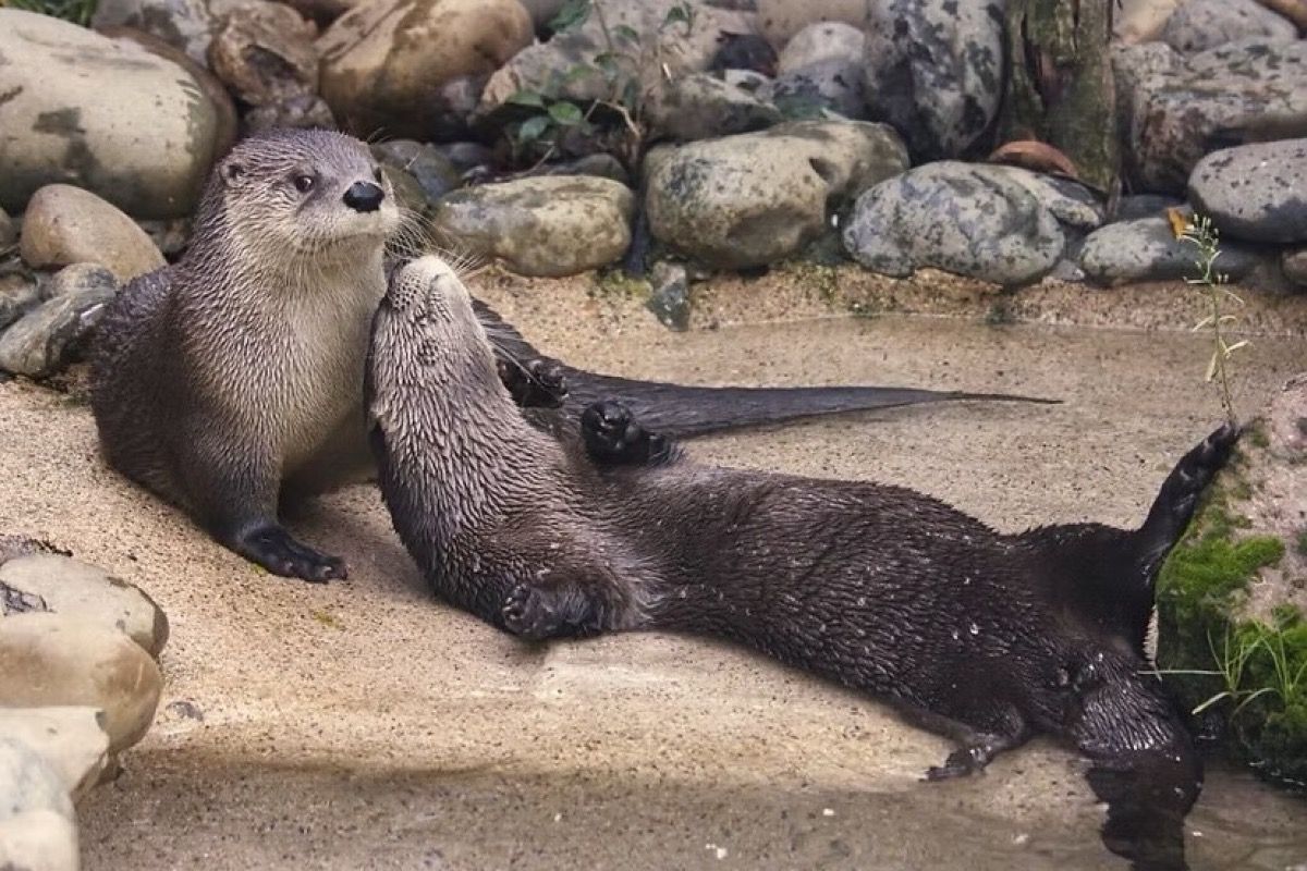 Two otters are laying on top of each other on a rocky beach.
