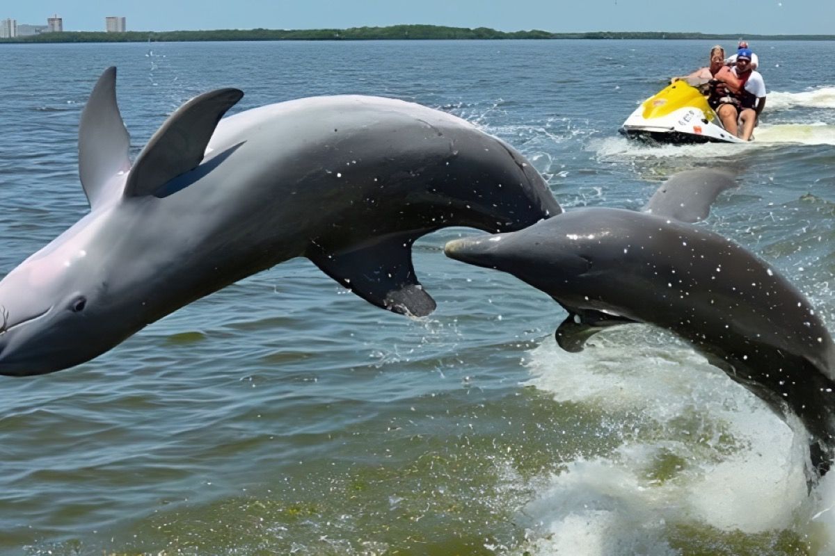 Two dolphins are jumping out of the water while a man is on a jet ski.