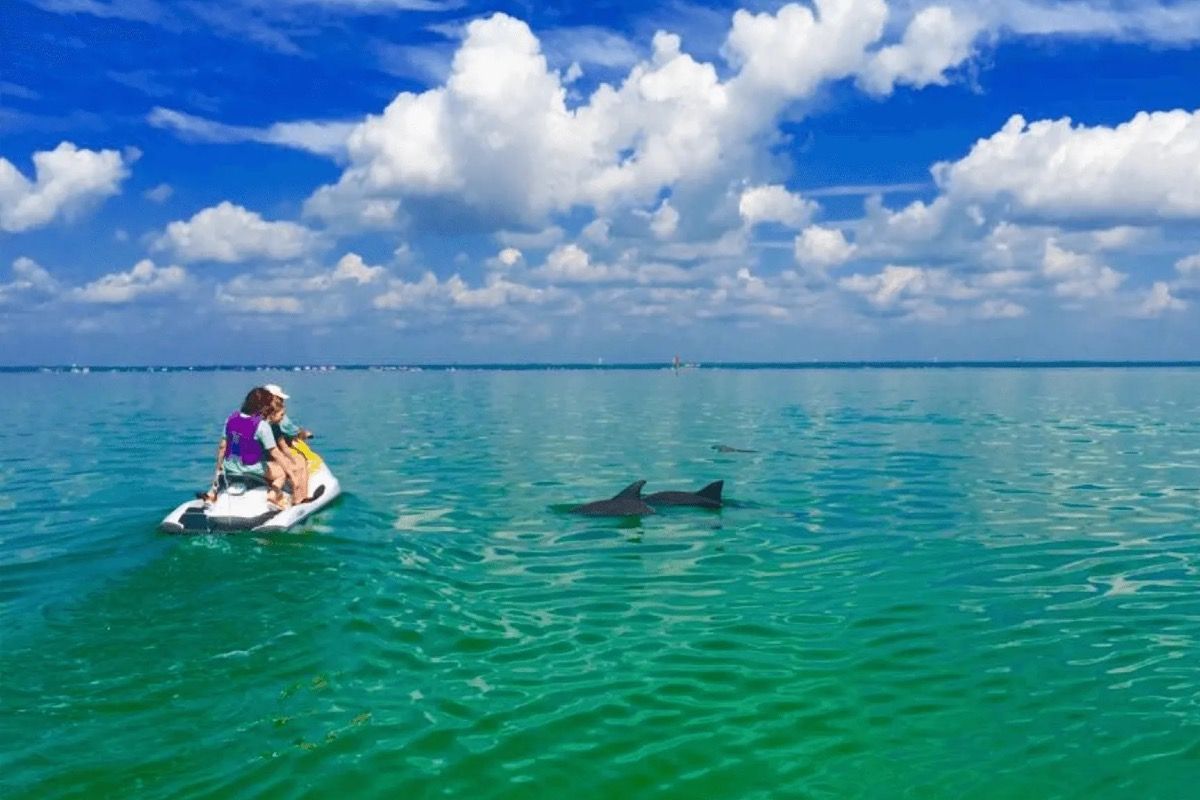 A woman is riding a jet ski in the ocean while two dolphins are swimming in the water.