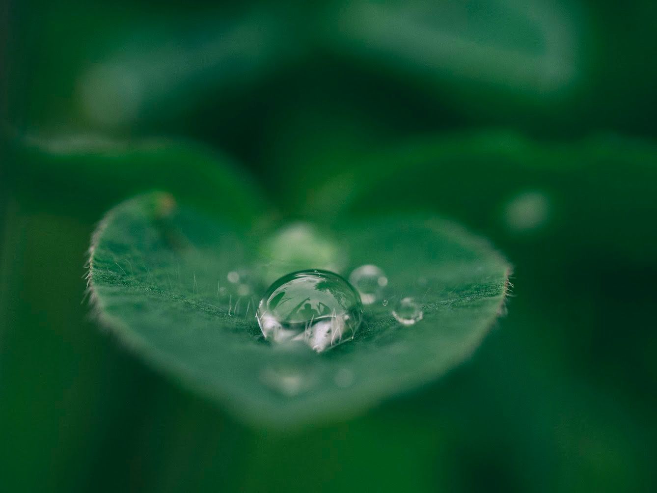 A close up of a water drop on a green leaf.