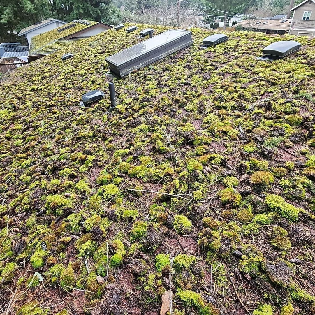 before roof cleaning and moss treatment