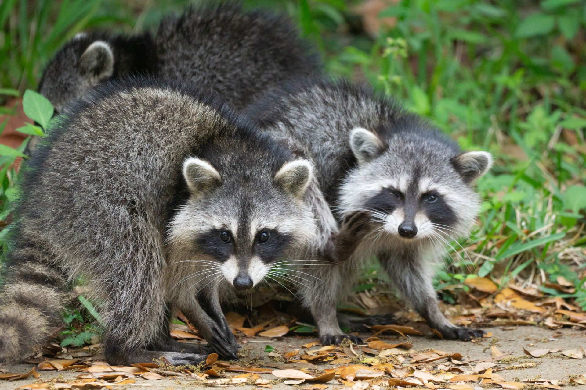 three raccoons are standing next to each other in the grass .