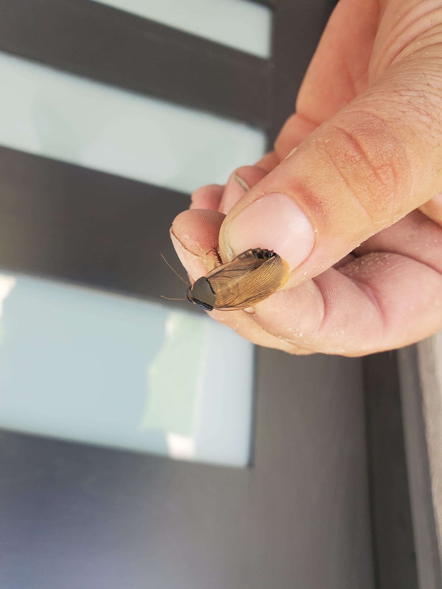 Pest Solutions Gallery 02 in Edinburg, TX