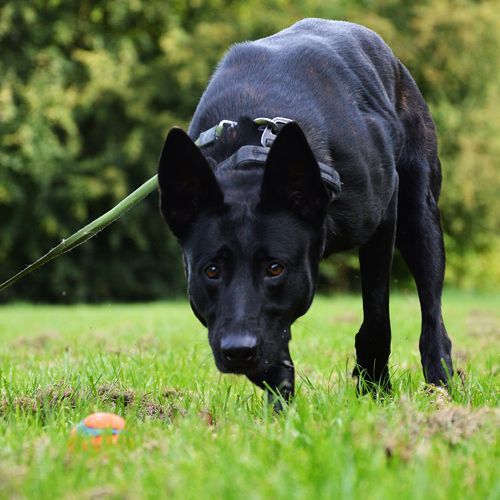 Cerberus Detection Focus Dog Training