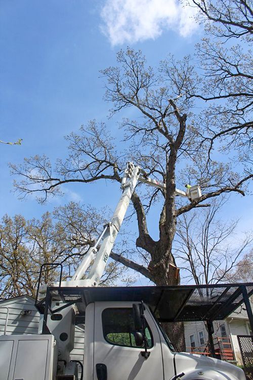 Tree Pruning | Maple Grove, MN | Premier Tree Service
