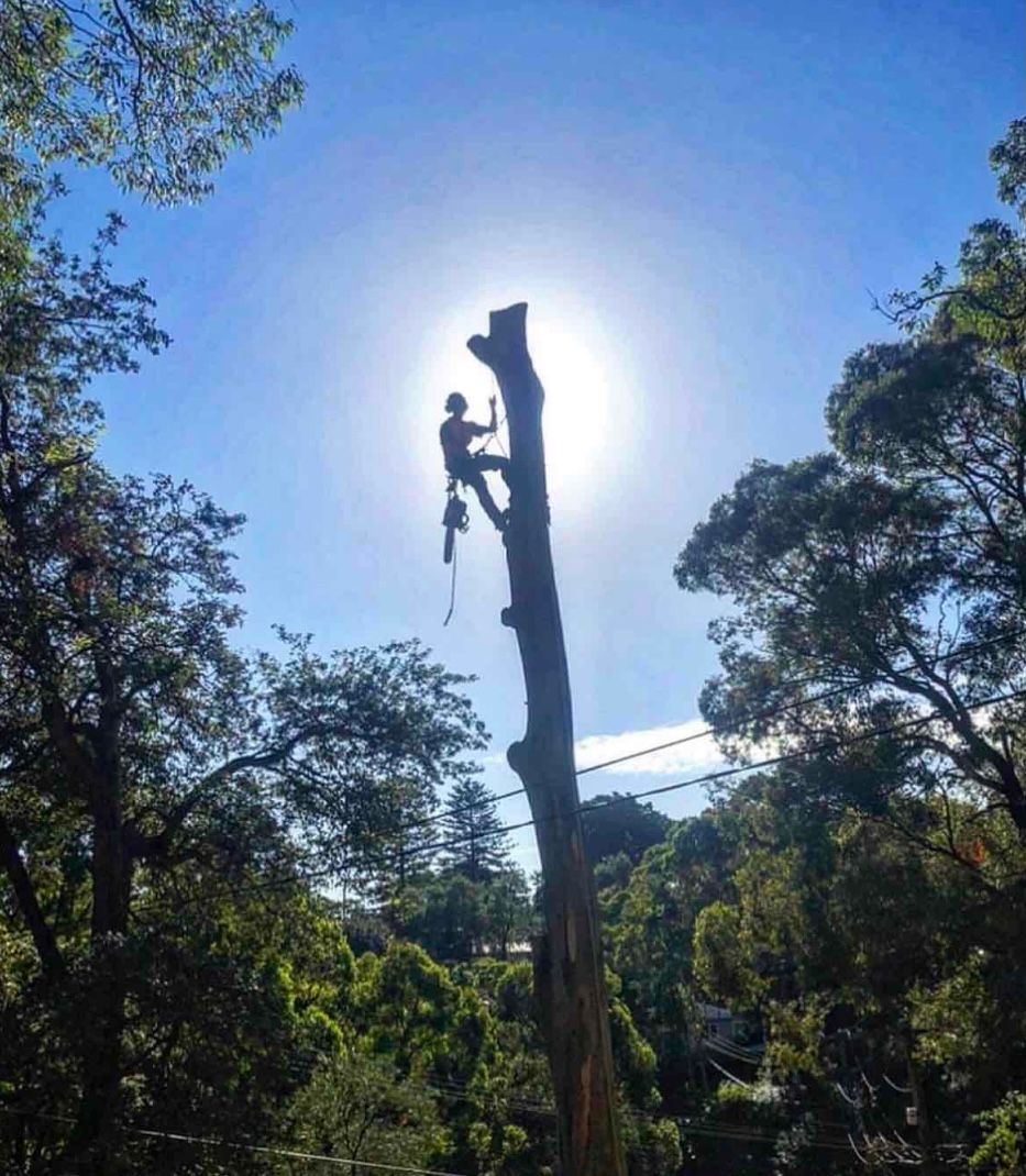 tree service near me