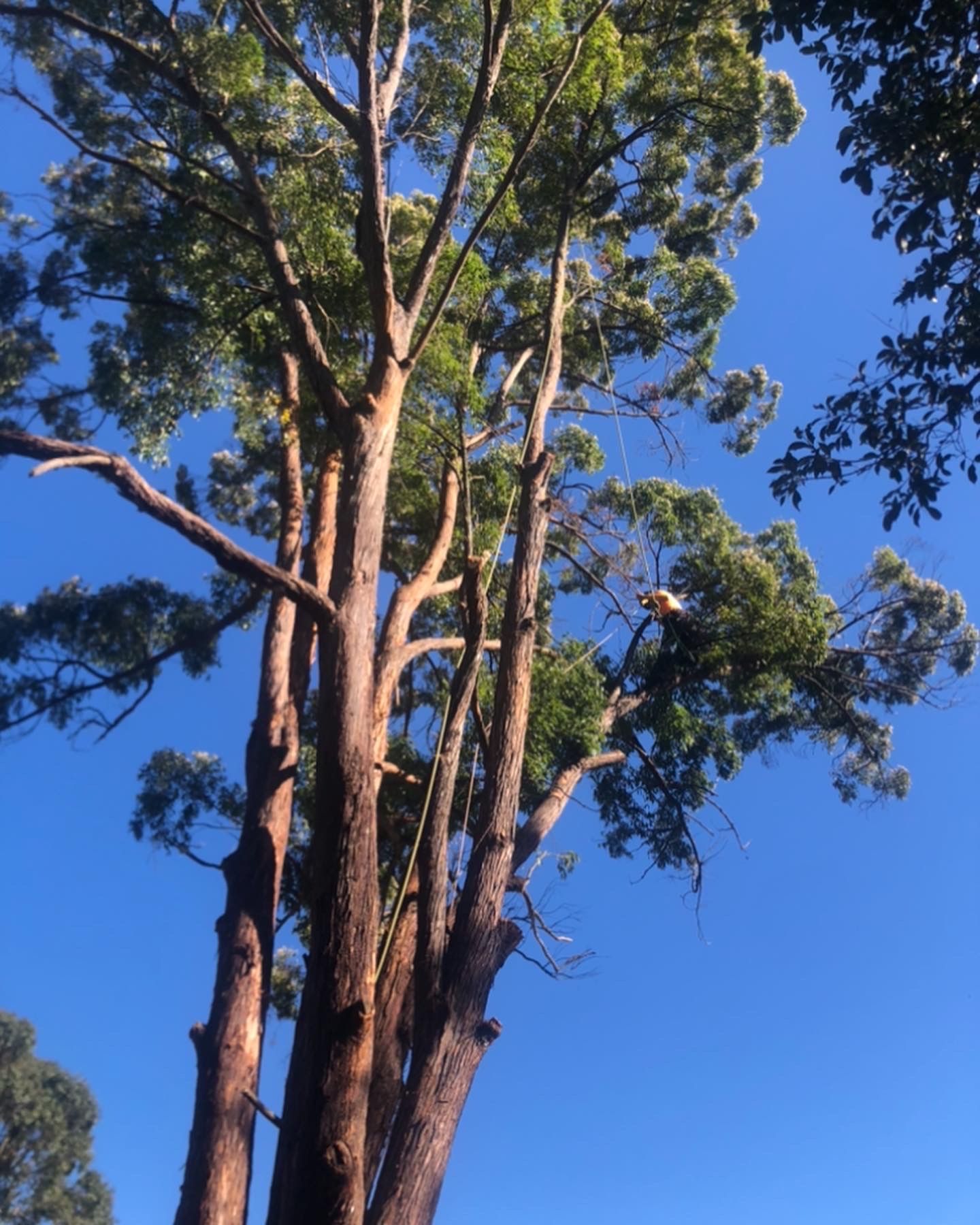 tree maintenance
