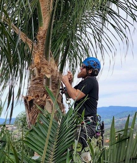 palm cleaning
