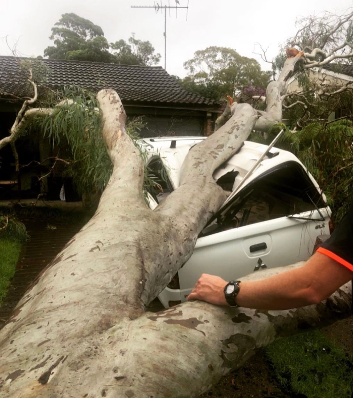 emergency tree pruning
