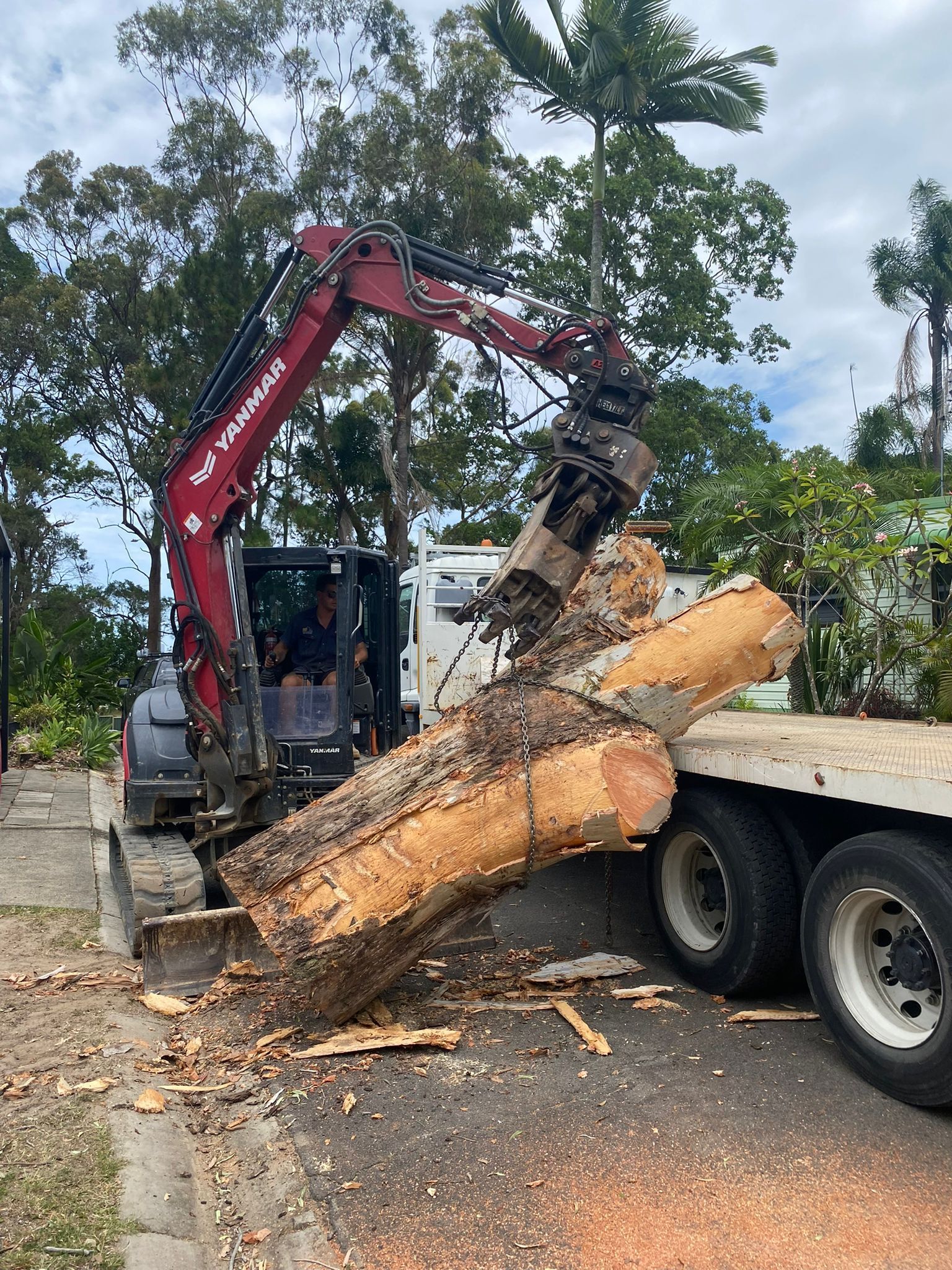 Gold Coast tree removal services
