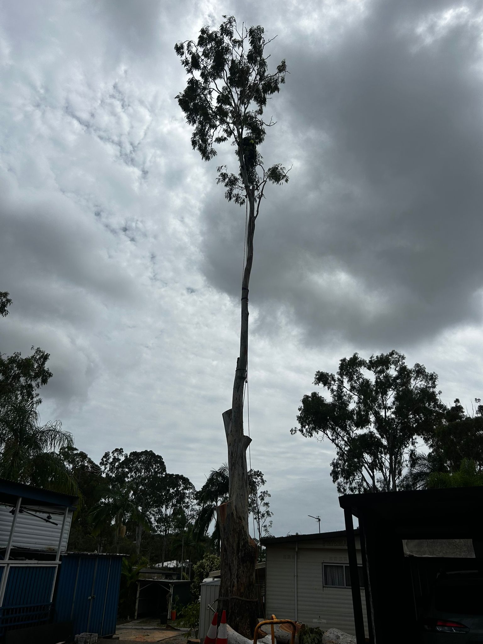 Gold Coast tree removal services