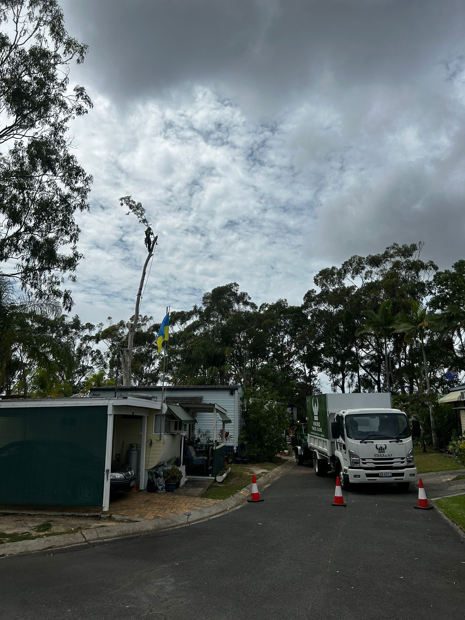 Gold Coast tree removal services