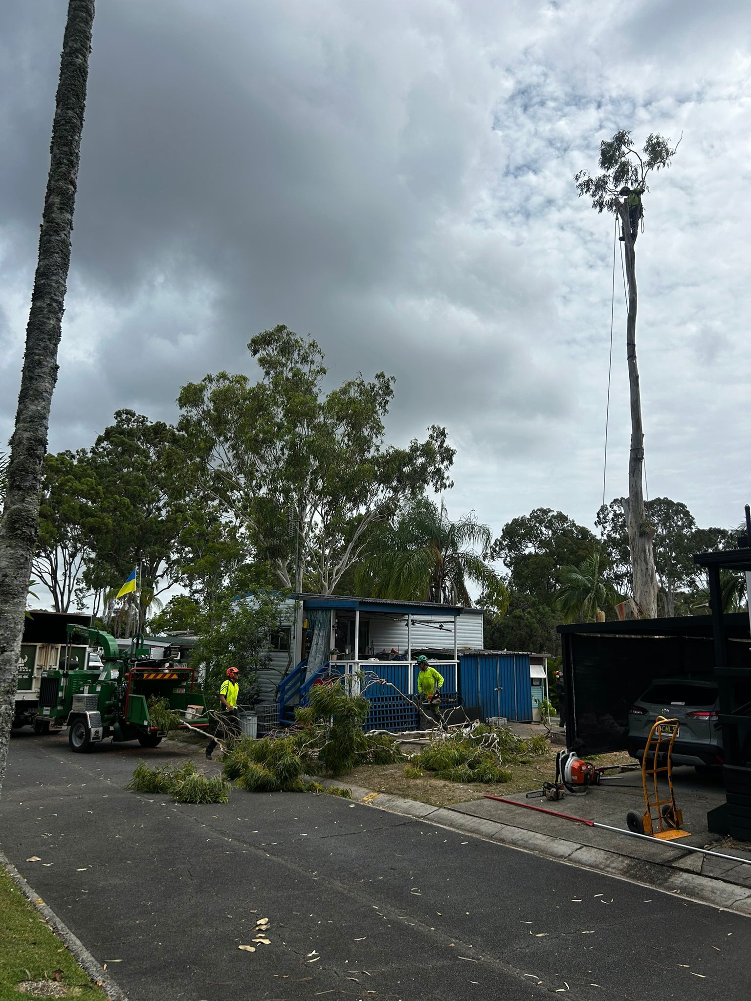 Gold Coast tree removal services