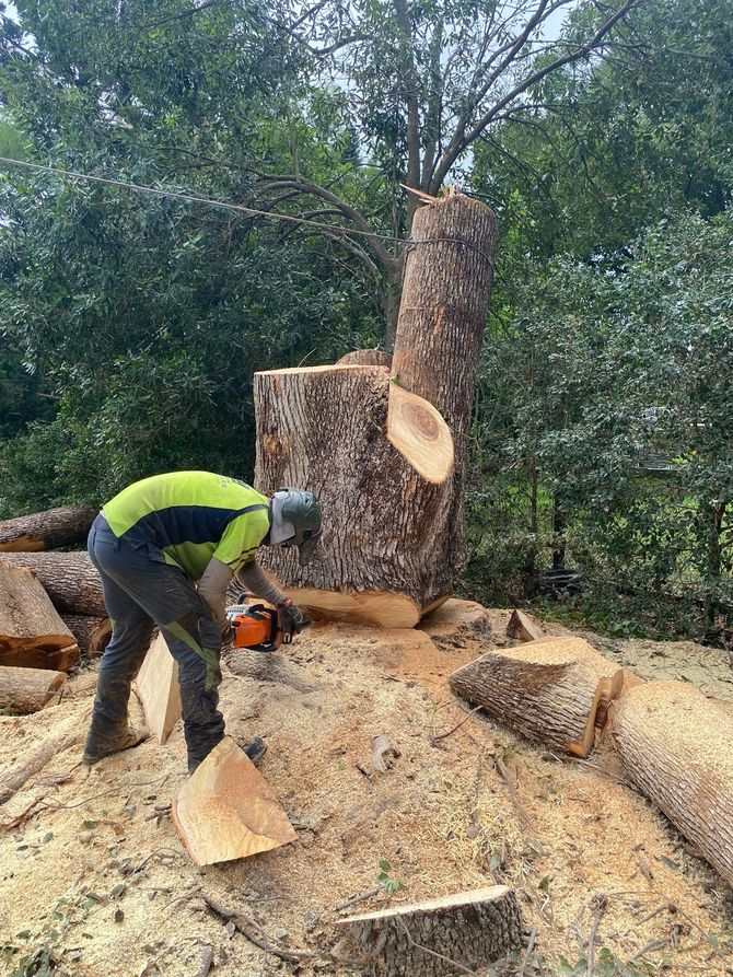 tree care services near me