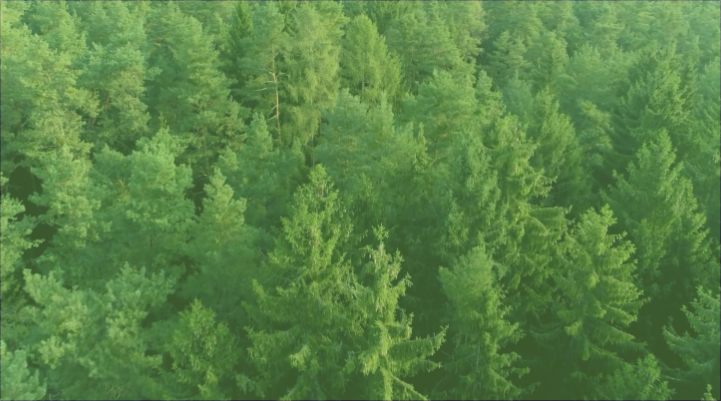 tree care services near me