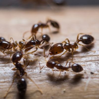 Pest Control Wallingford Durham Middlefield North Haven Cheshire Ct Exterminator Services
