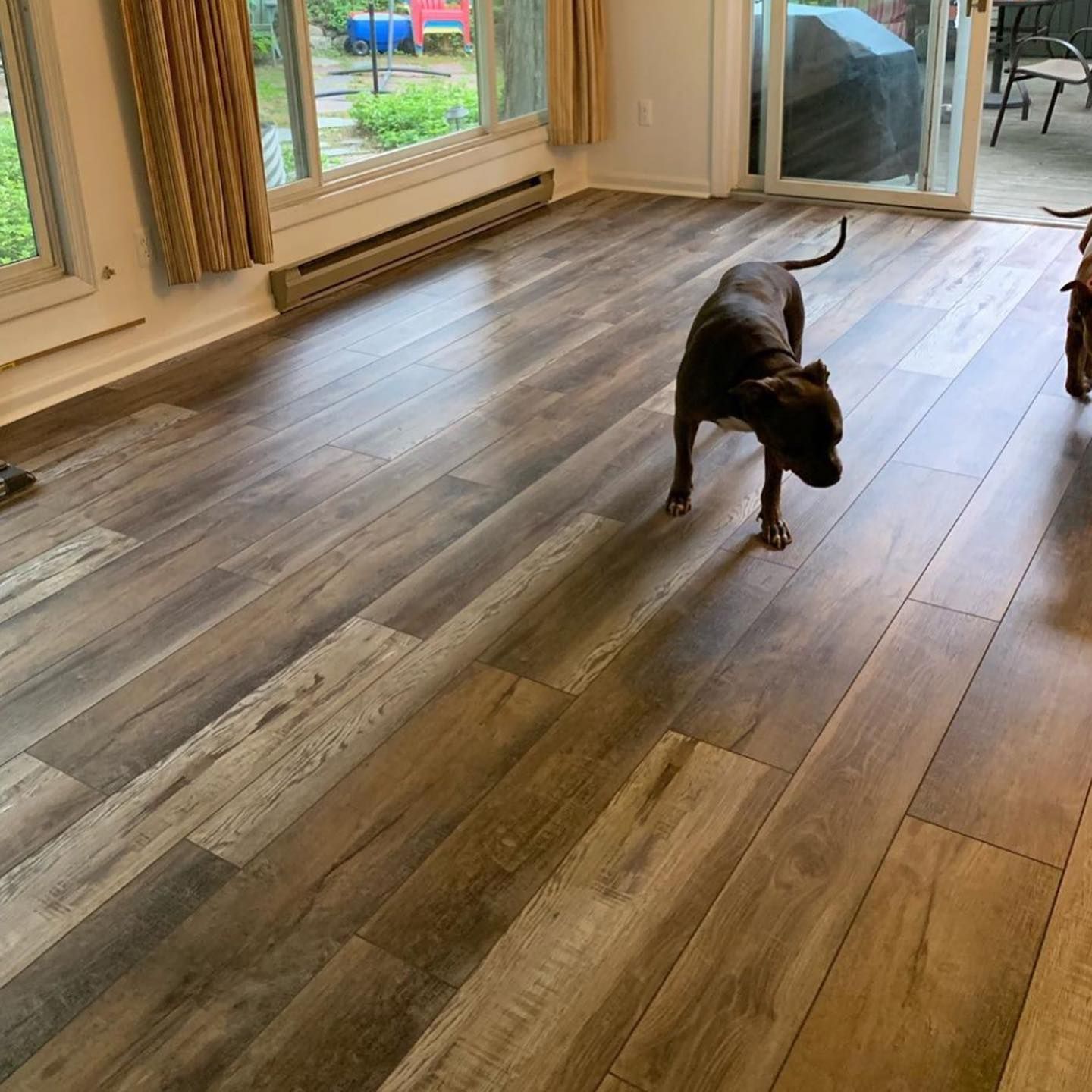 A dog is standing on a wooden floor in a living room.