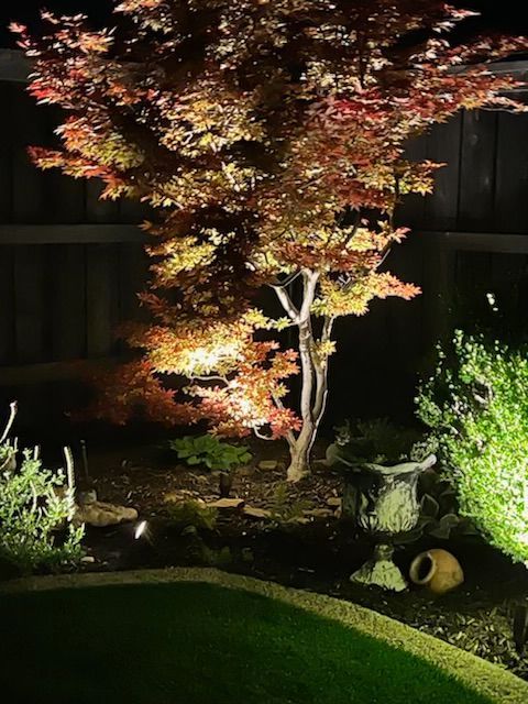 A tree is lit up at night in a garden
