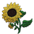 A yellow sunflower with green leaves on a white background A yellow sunflower with green leaves on a white background