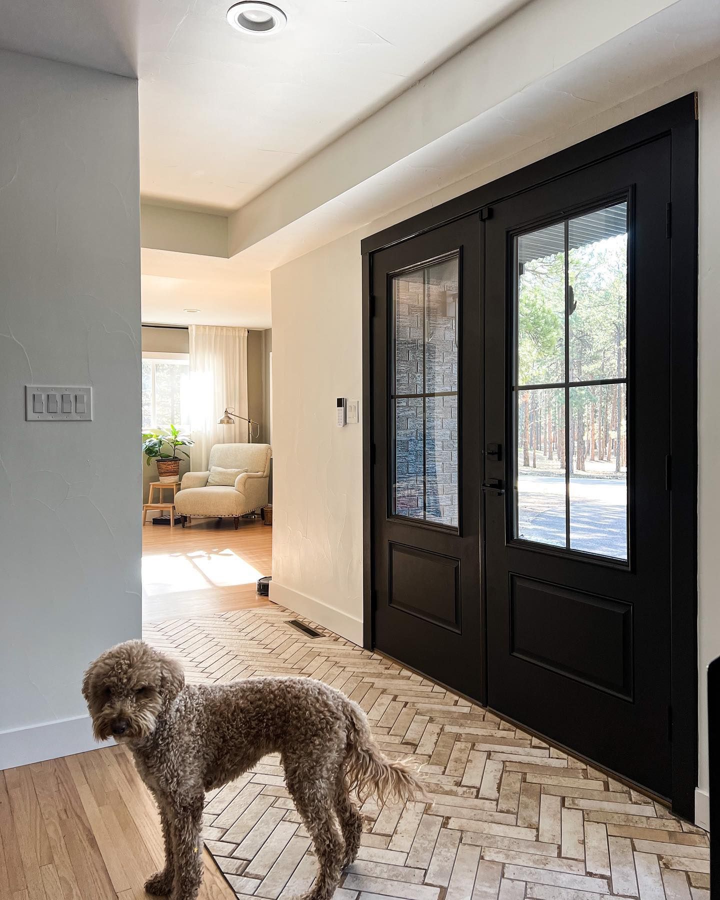 A dog is standing in a hallway next to a black door.