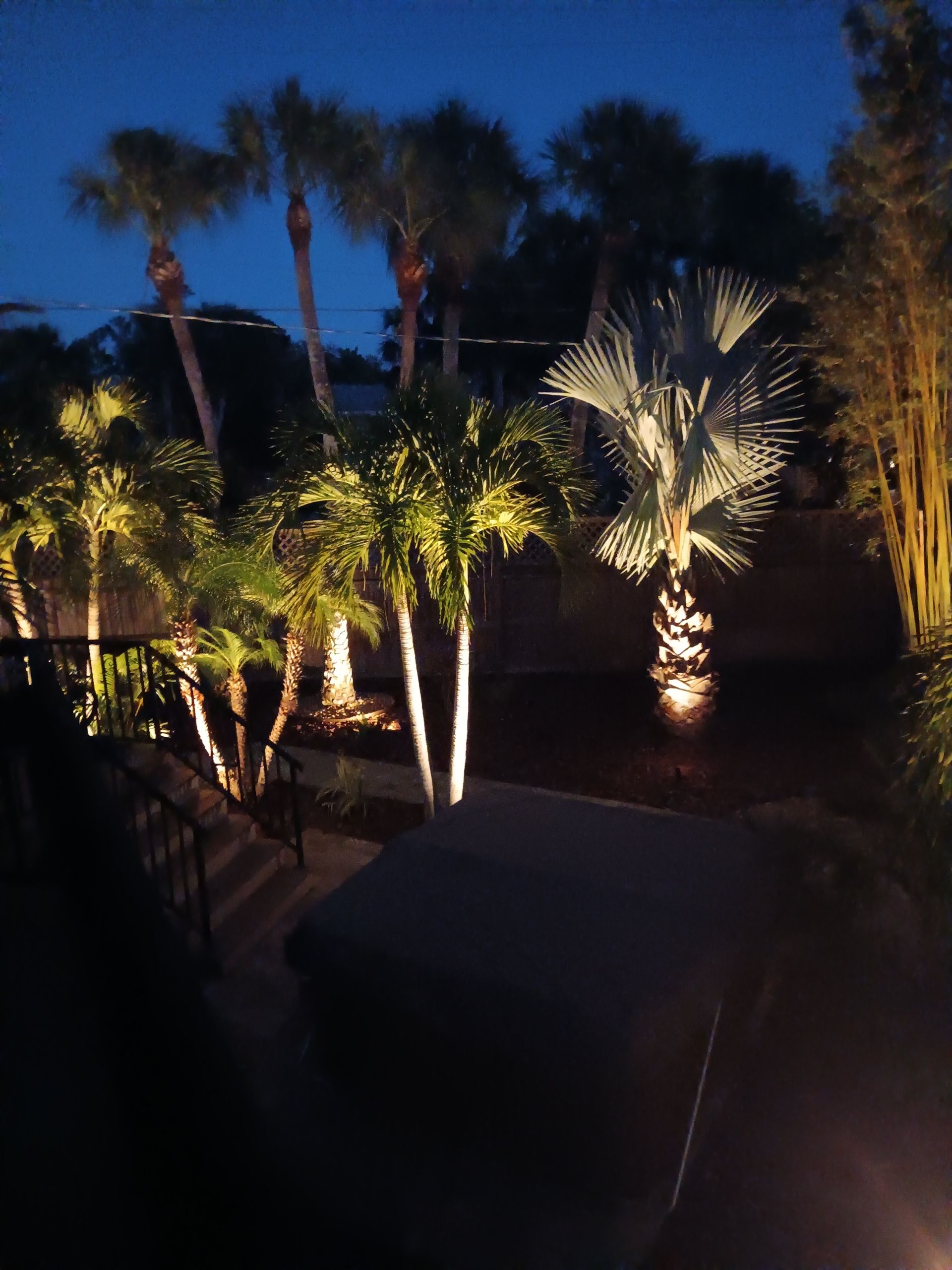 Nighttime view of palm trees illuminated by spotlights in a yard.