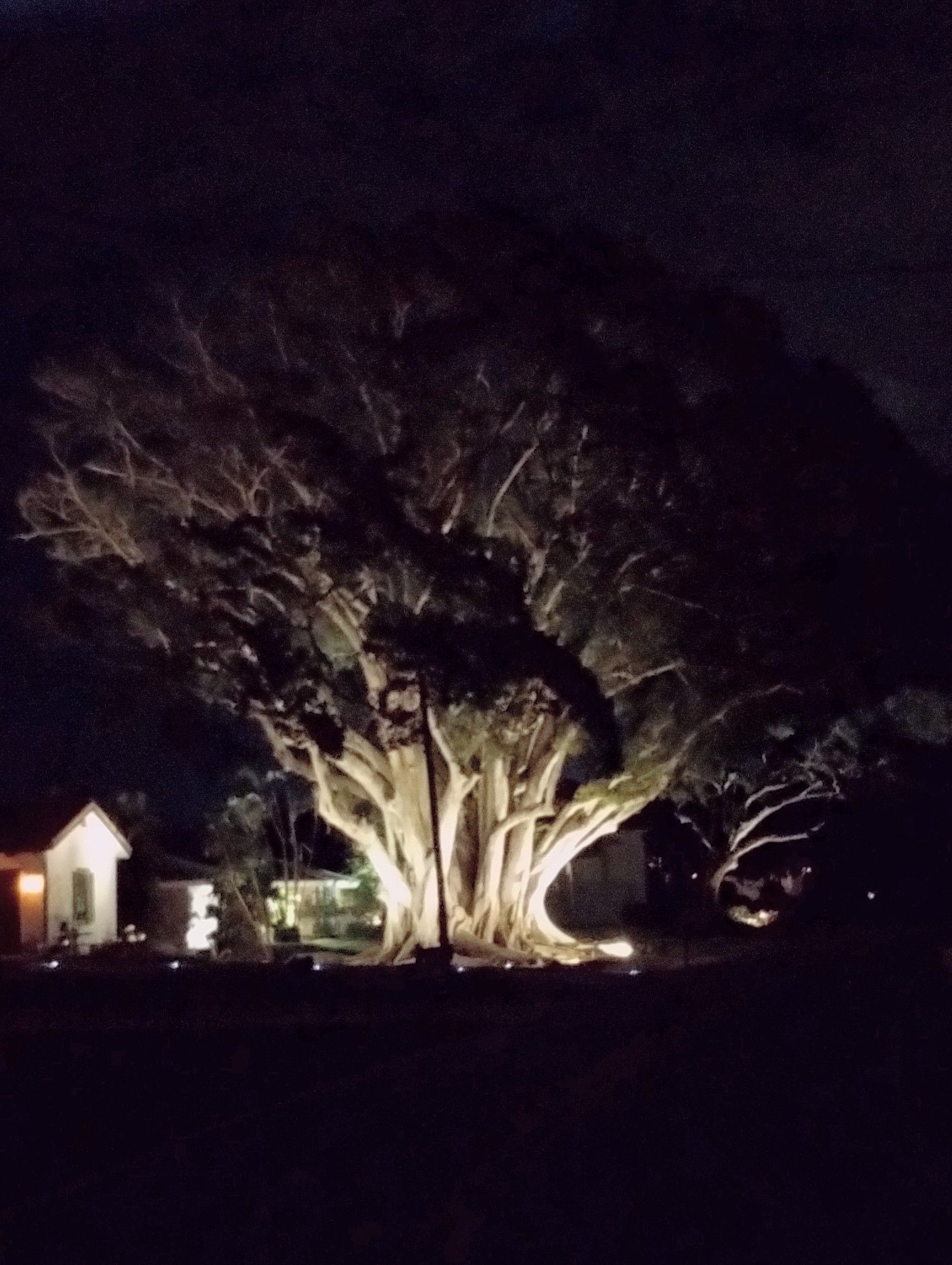 Lit-up, massive tree at night; small buildings in the background. Dark sky and landscape.