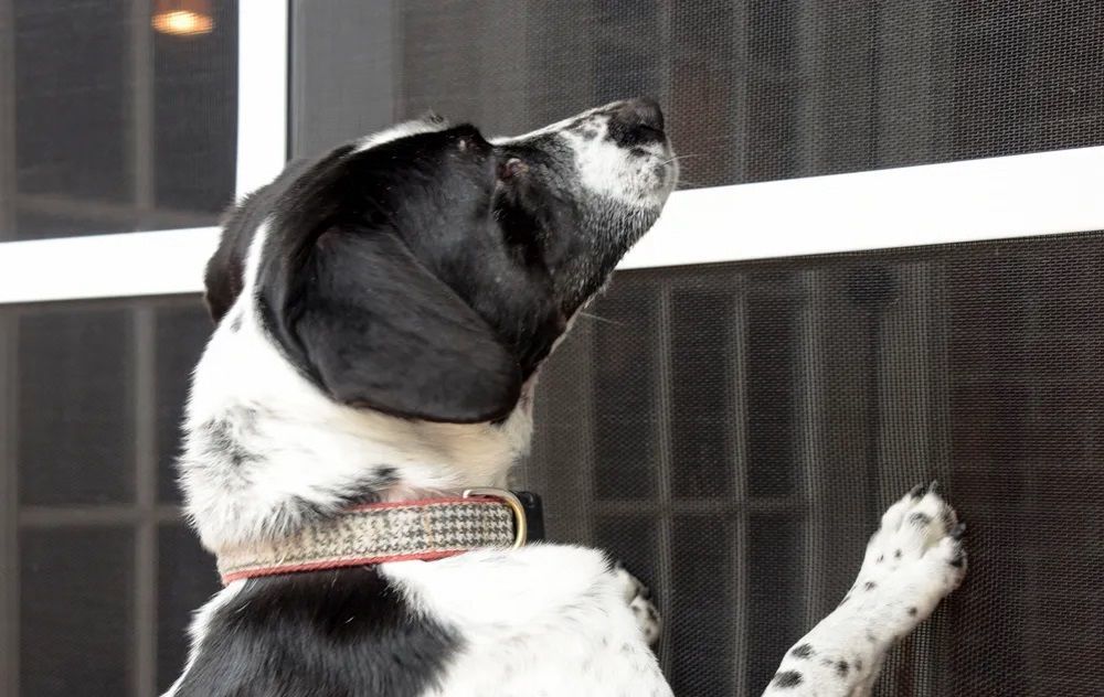 Dog scratching on pet screen.