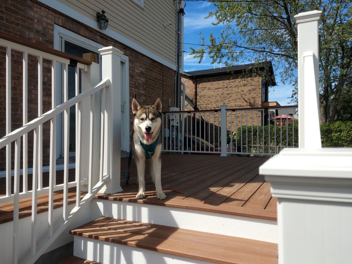 Husky dog standing on a wooden deck, wearing a harness, sunny day.
