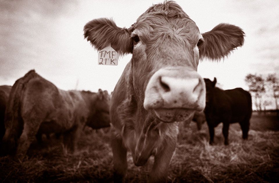 Sepia photograph of a cow